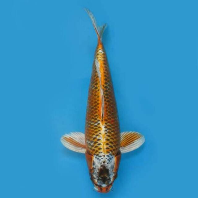 48cm Male Nisai - Jumbo Kawarimono 