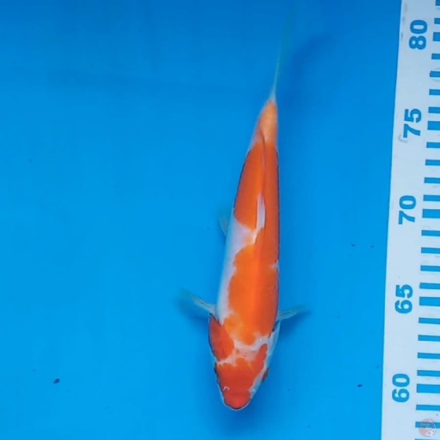 Kohaku Import Sertifikat Matsue Farm