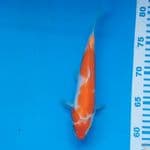 Kohaku Import Sertifikat Matsue Farm