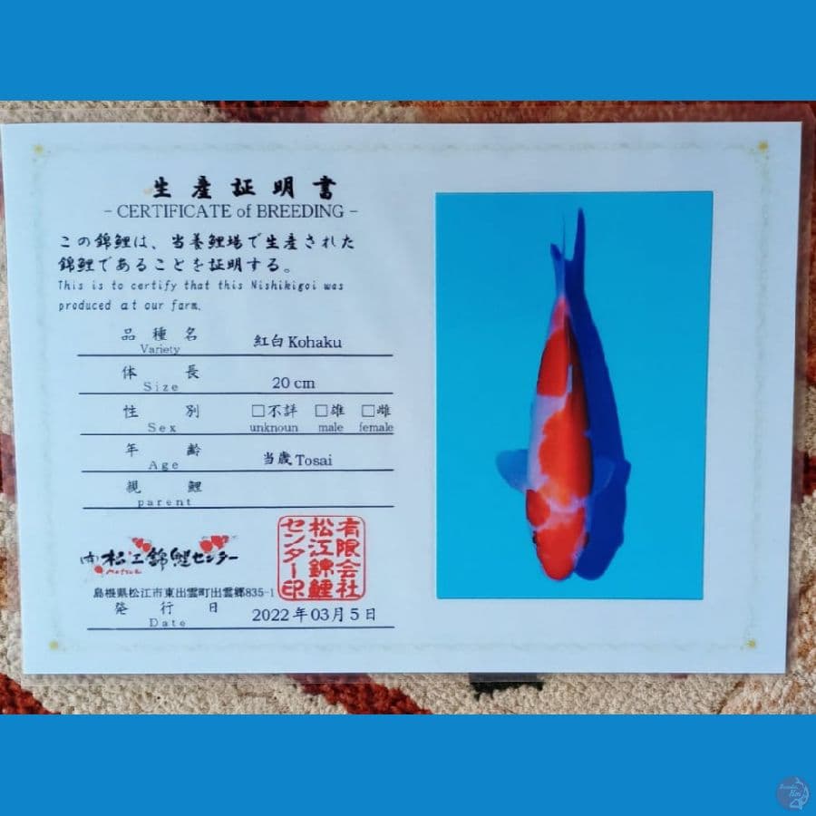 Kohaku Import Sertifikat Matsue Farm