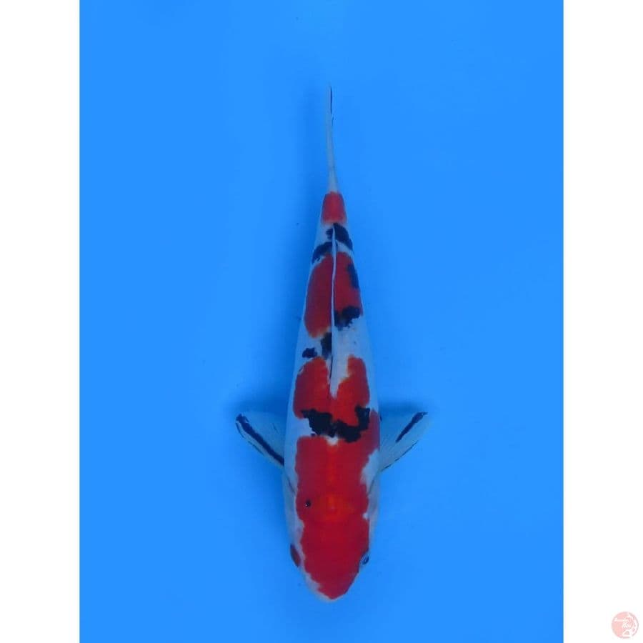 Red Sanke Doitsu Jantan - 29cm 
