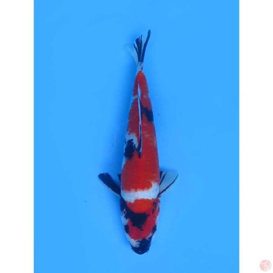 Red Jantan Showa - 36cm 