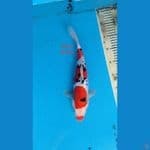 sanke doitsu 35cm
