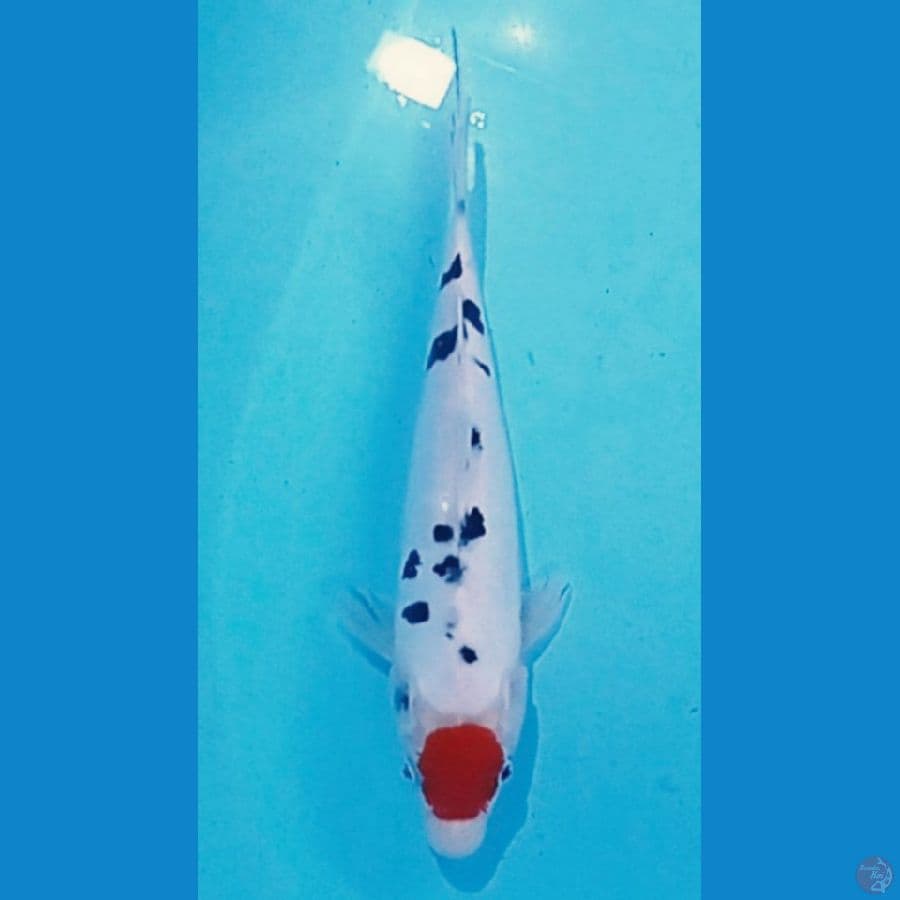 tanco sanke doitzu ori 21 cm