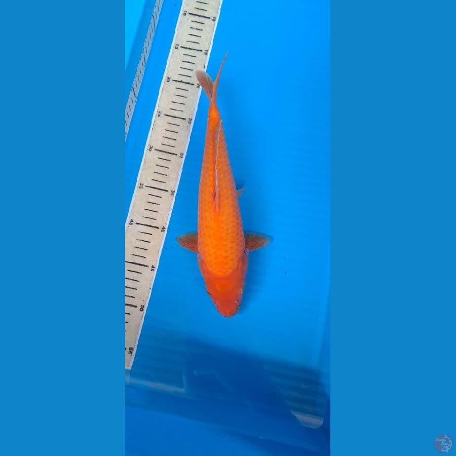 Red karasi