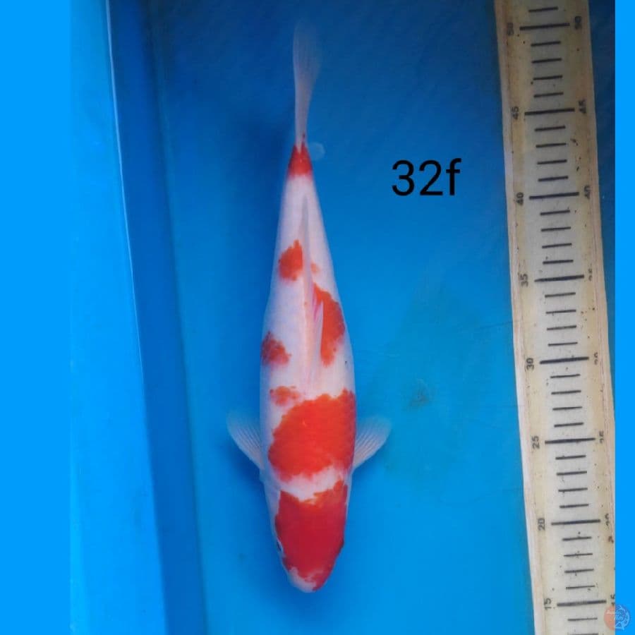 kohaku