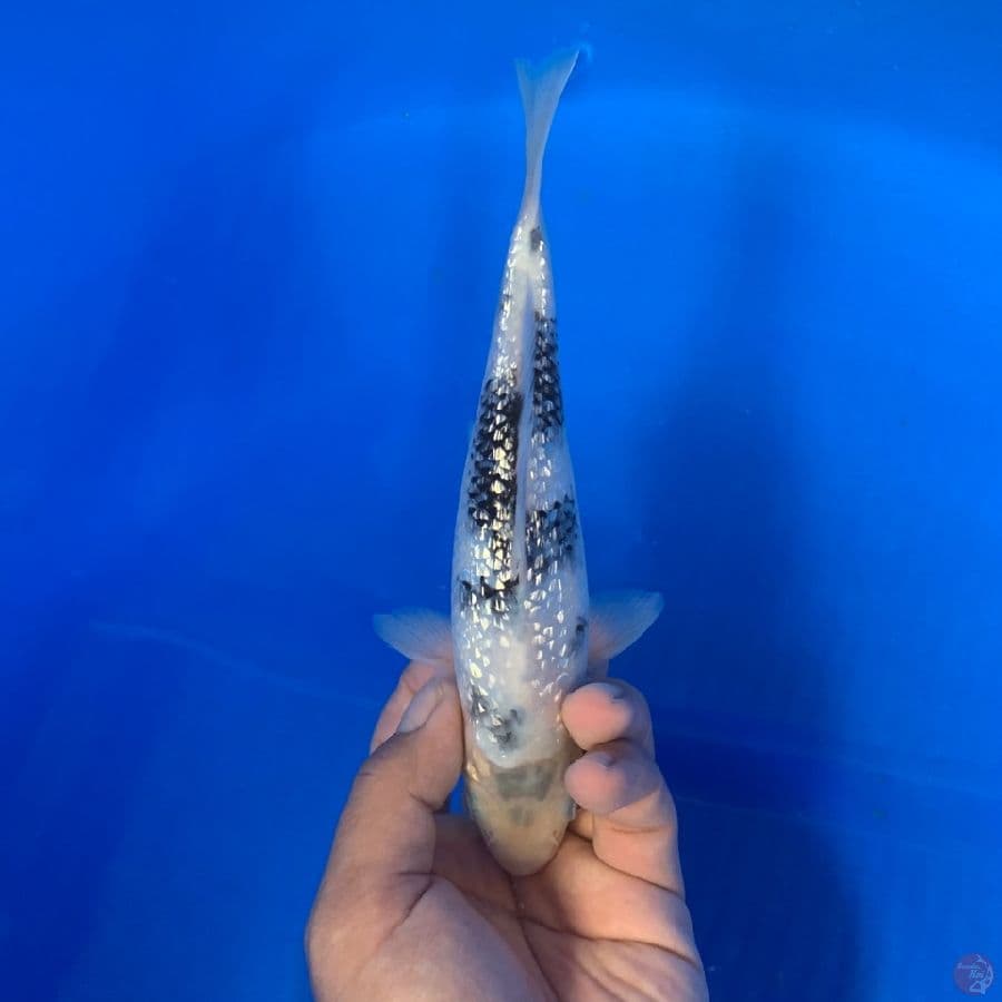 Shiro Ginrin 20cm Bahan keeping