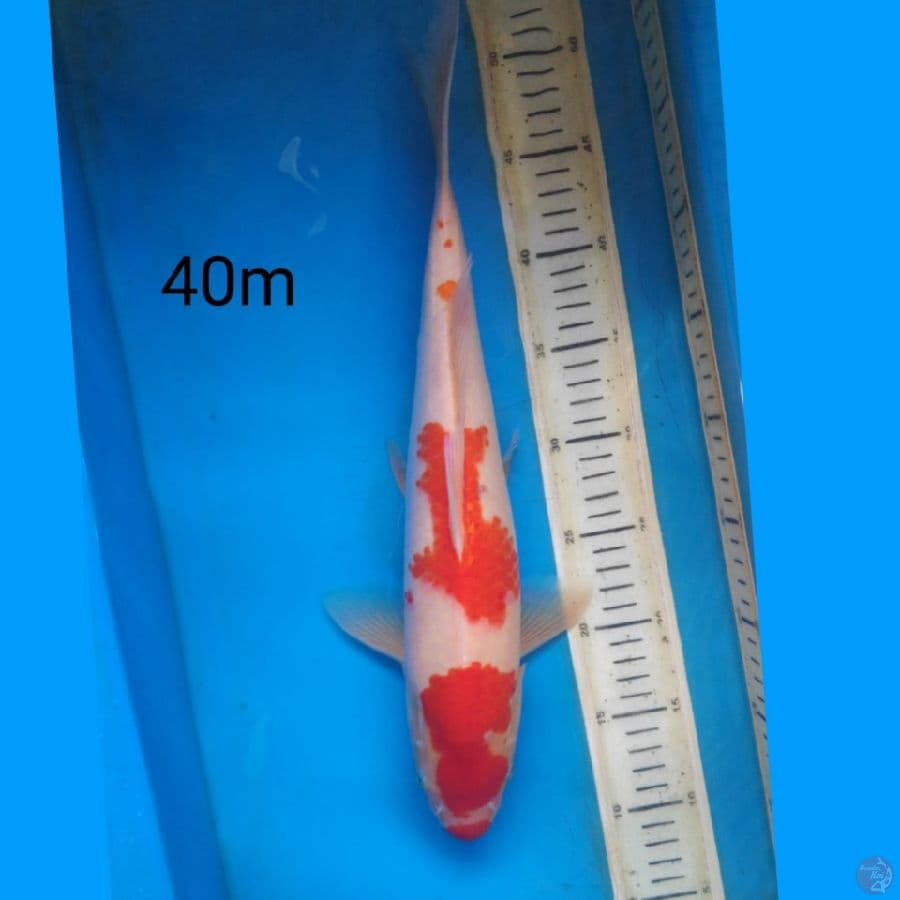 kohaku