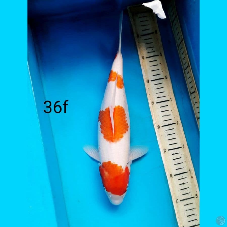 kohaku