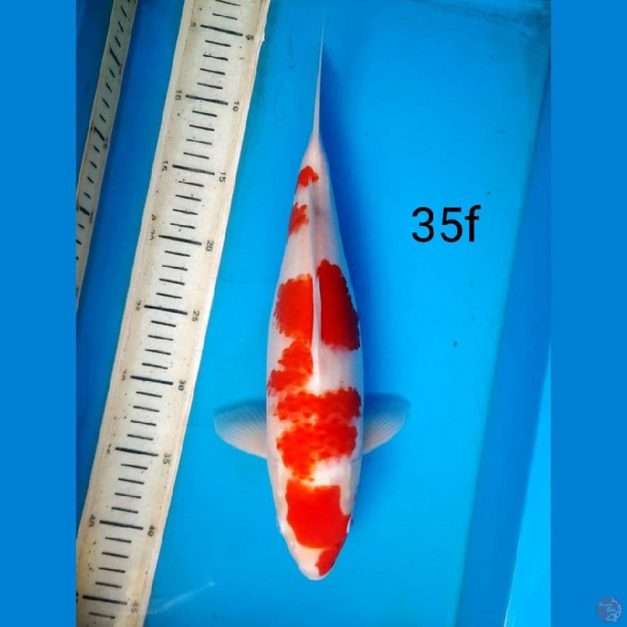 Kohaku
