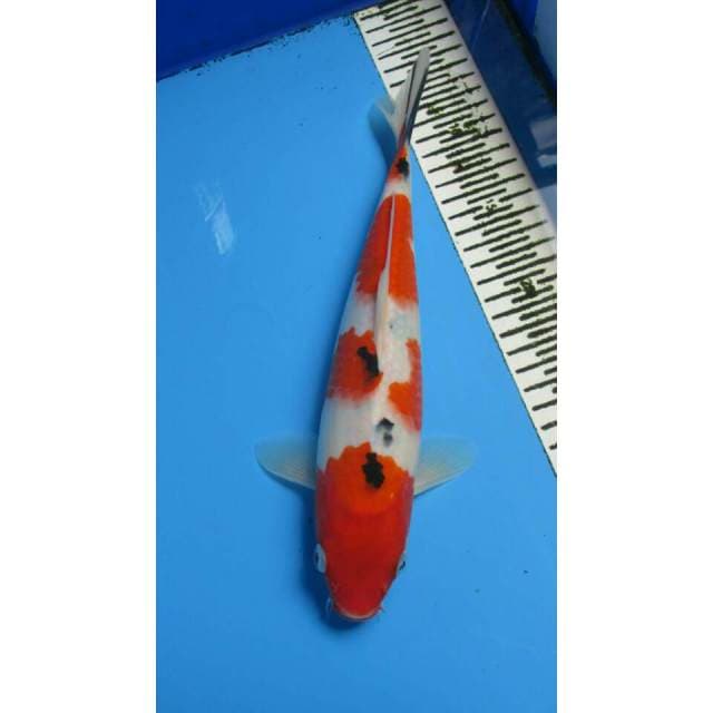 YONDAN SANKE 28CM