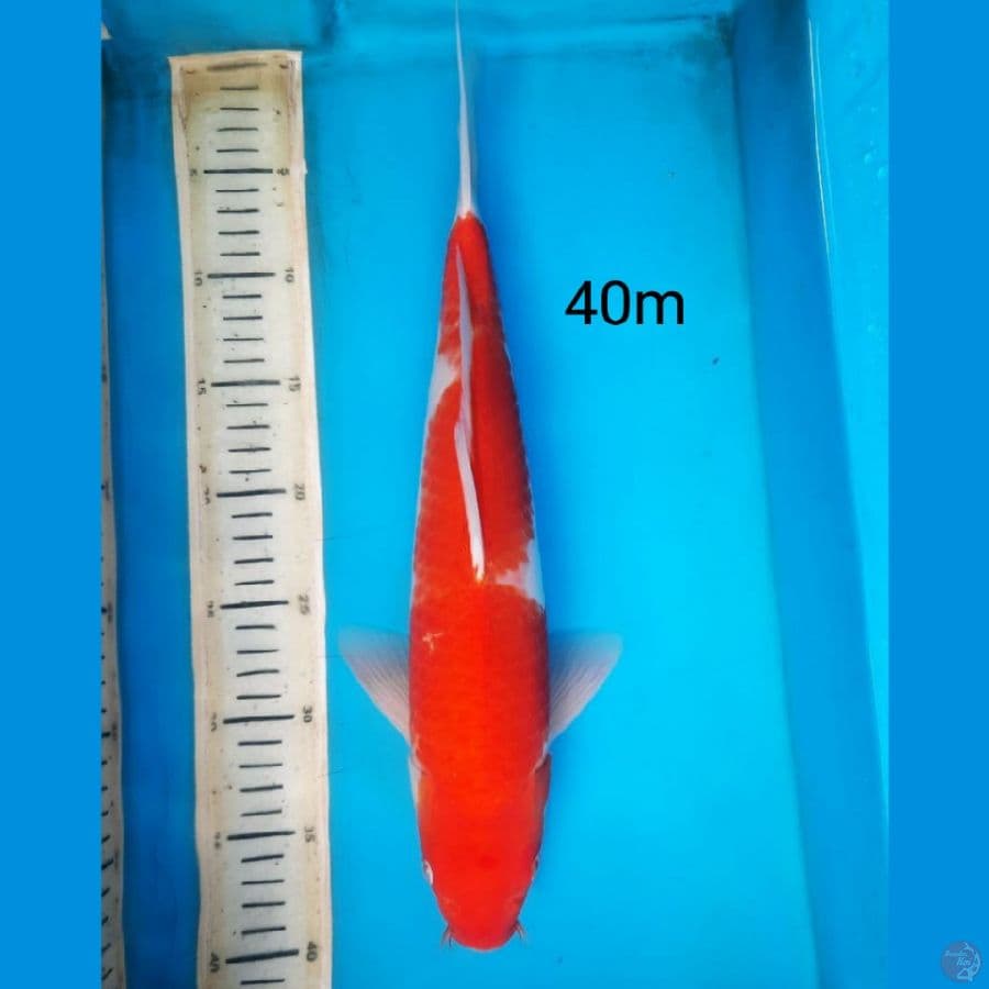 Kohaku