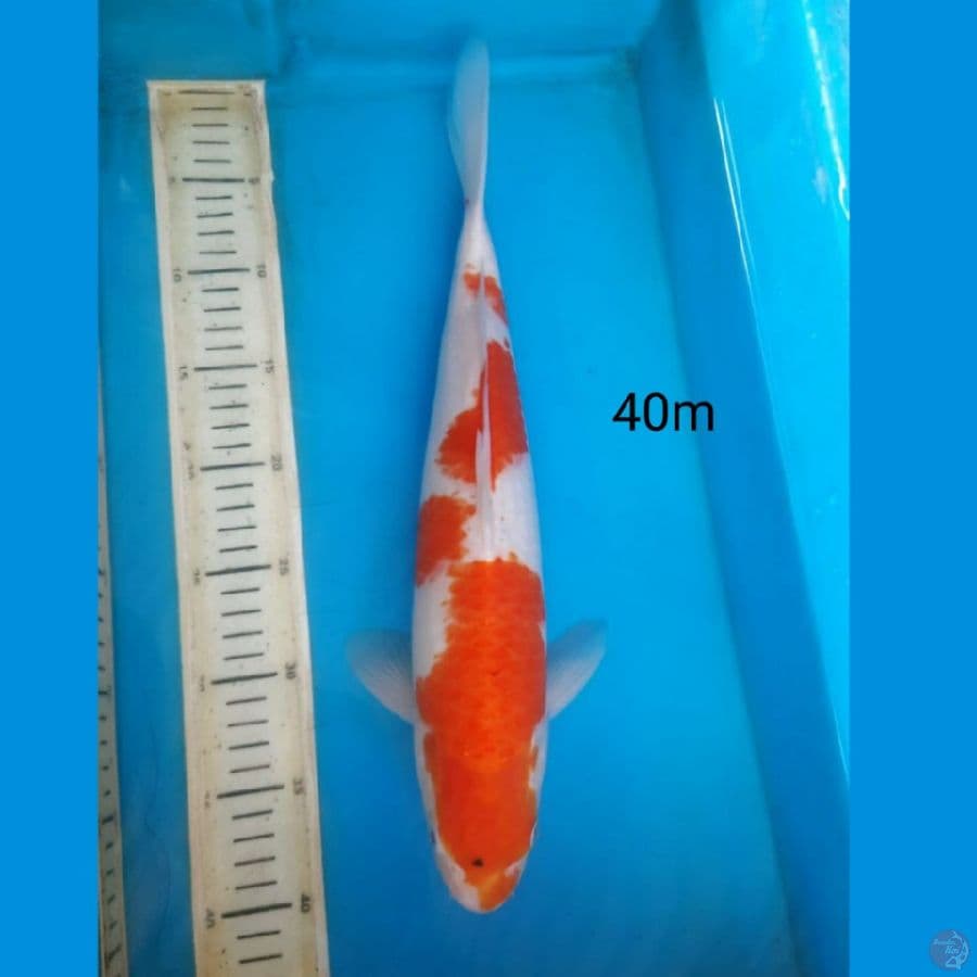 Kohaku