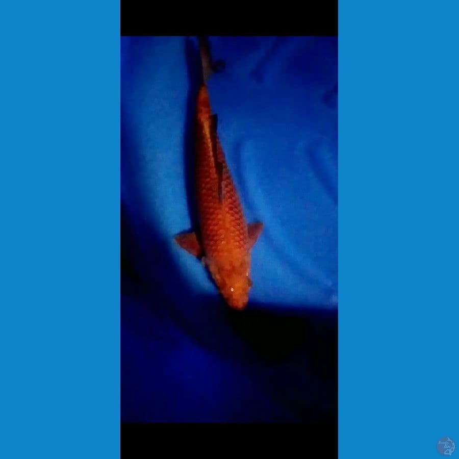 _BRONTOSENO40_ Chagoi tembaga
