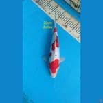 sanke doitshu 30cm