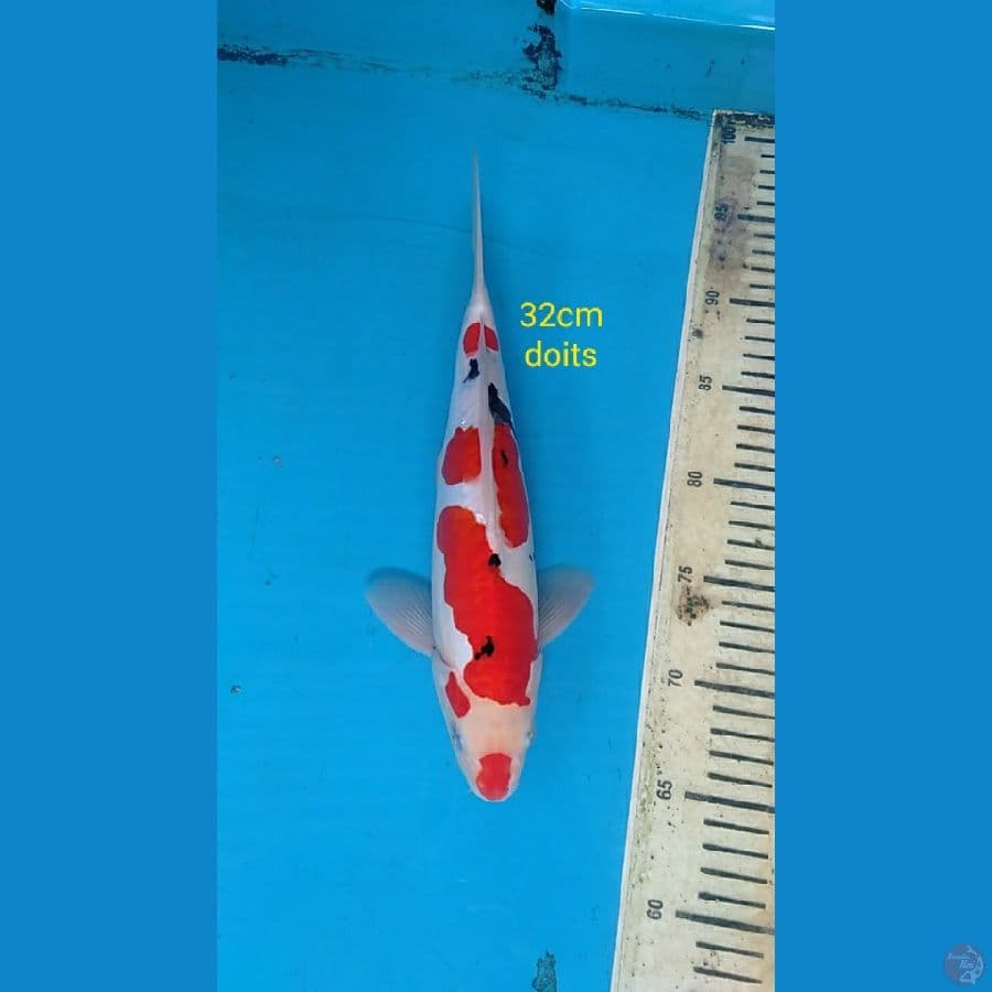 sanke doitsu 32cm