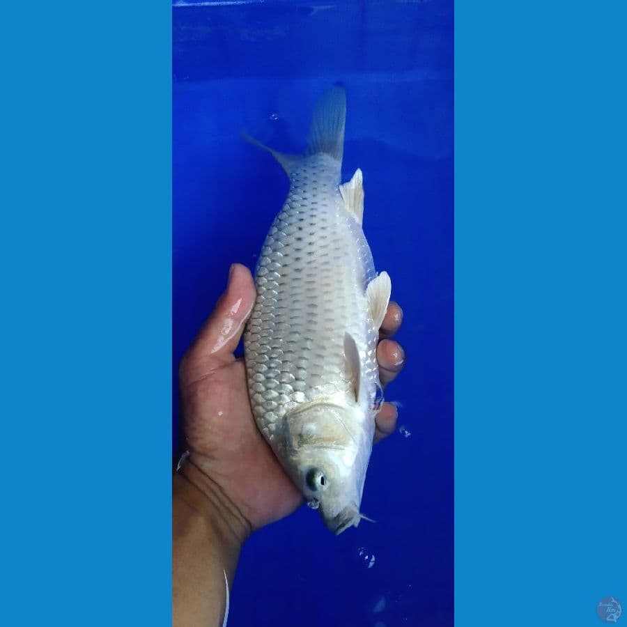 soragoi 25 bu