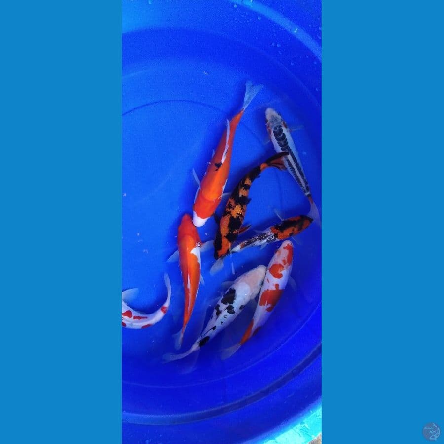 gosanke 25cm