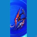 gosanke 25cm
