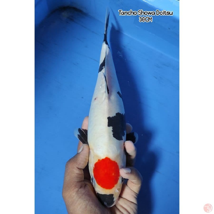 Tancho Showa Doitsu 30CM