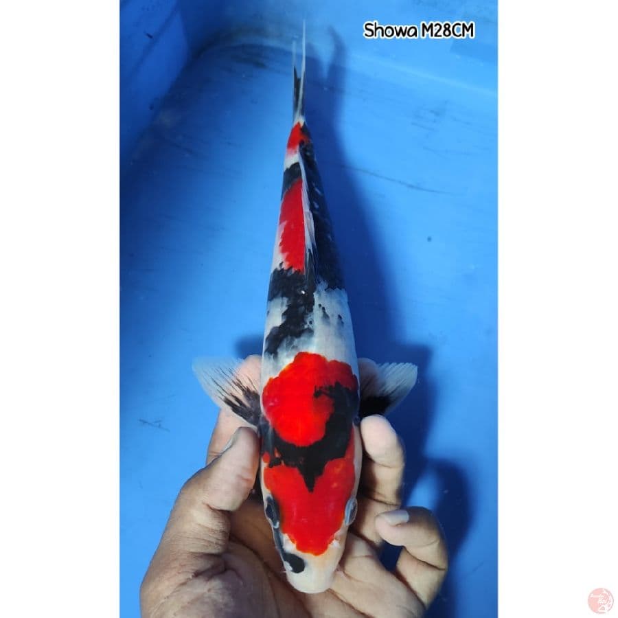 Showa Sanshoku 28CM