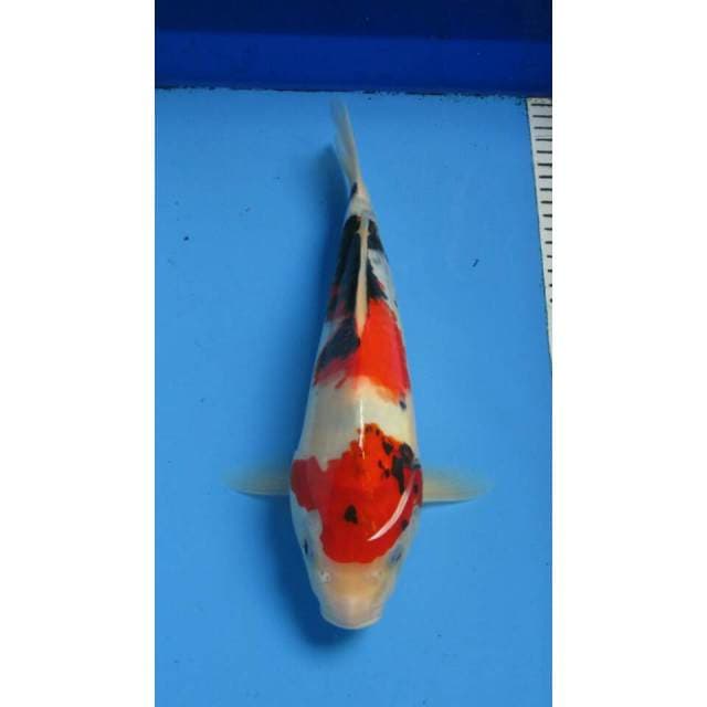 KINDAI SHOWA 30CM