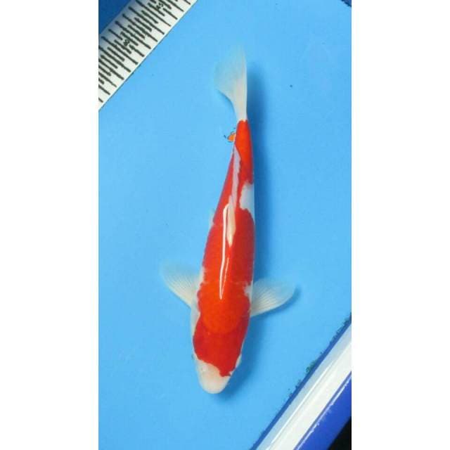 INAZUMA KOHAKU 31CM