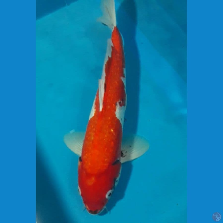 Beni Kawabake 37 cm
