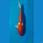 BeniKawabake 36 cm