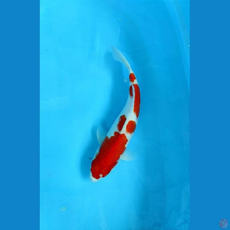 Kohaku HQ 40cm