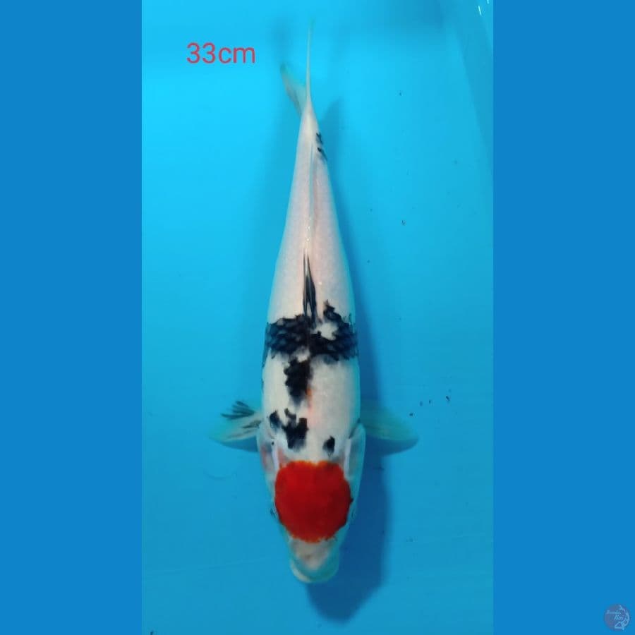 Tanho showa 33cm