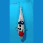 Tanho showa 33cm
