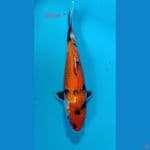 showa 25cm
