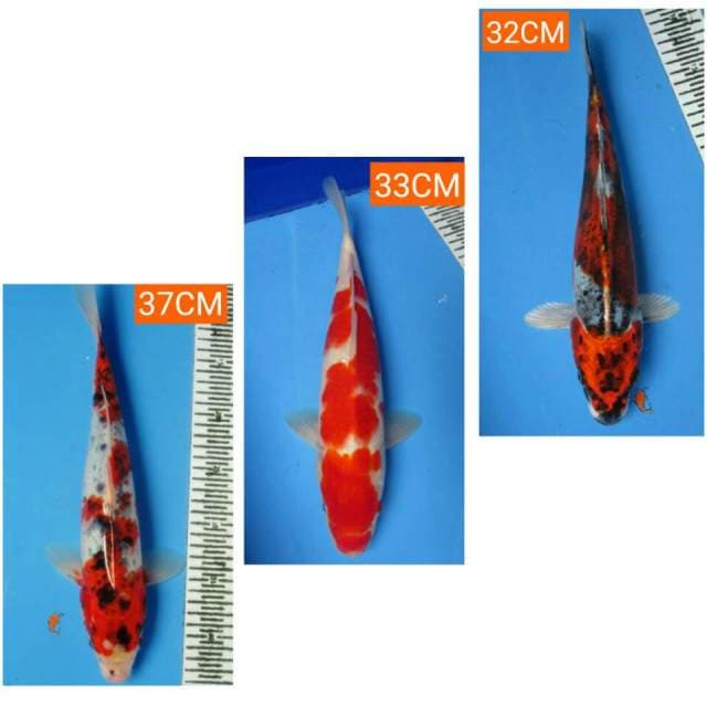 MIX KOI 37,33,32CM