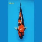 showa 34cm