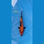 hi utsuri 25cm