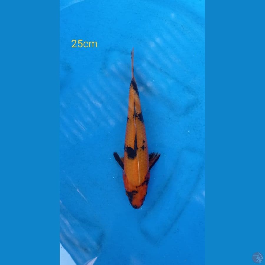 hi utsuri 25cm