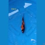 showa 24cm