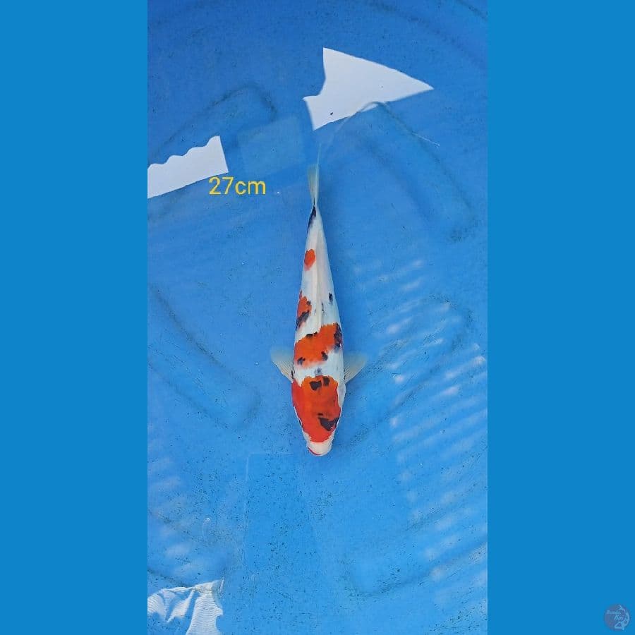 kindai showa 27cm
