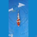 kindai showa 27cm
