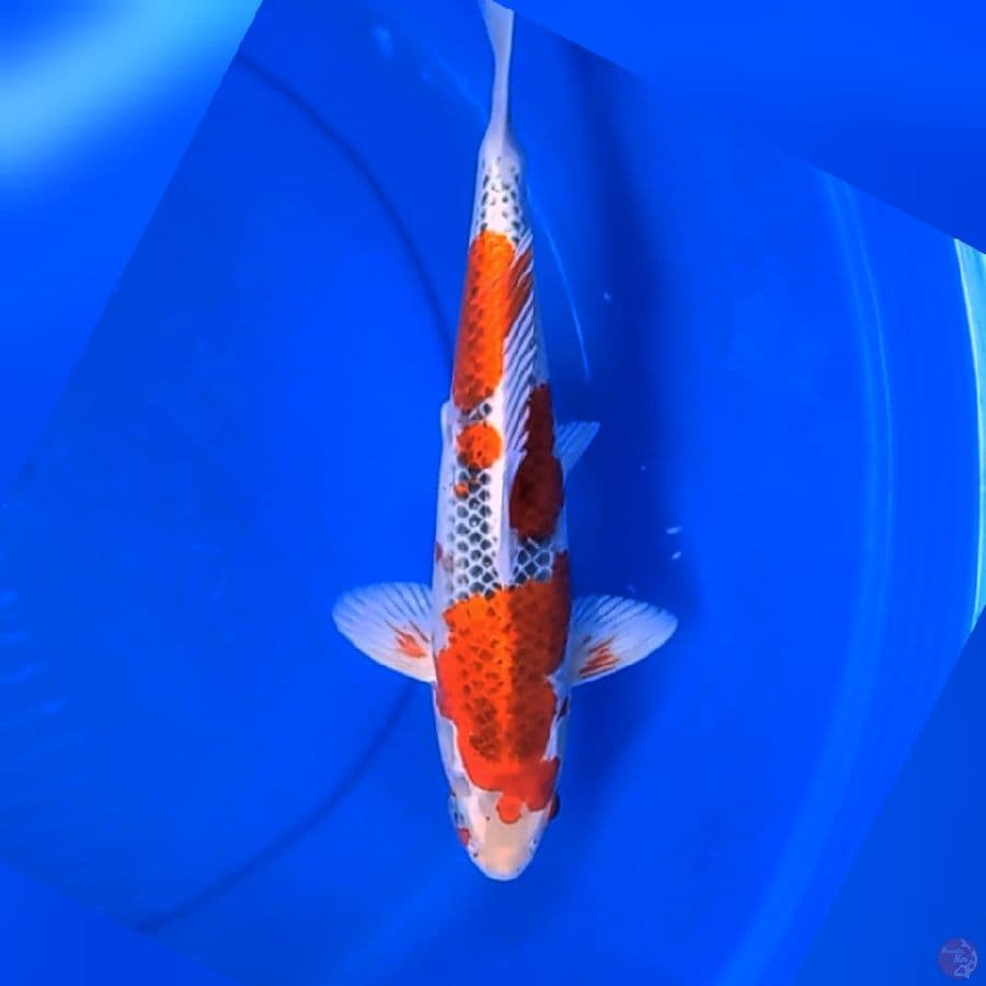 Ghosiki racing 35cm Male