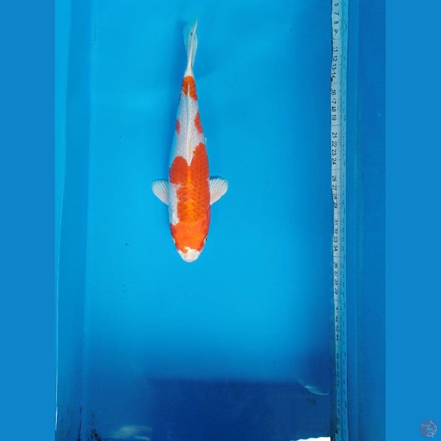 kohaku hikari 27 cm