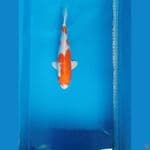 kohaku hikari 27 cm