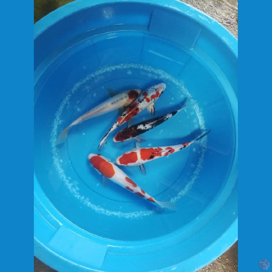 koi