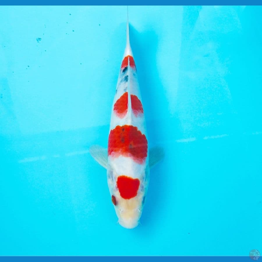 sanke tategoi, 23 cm