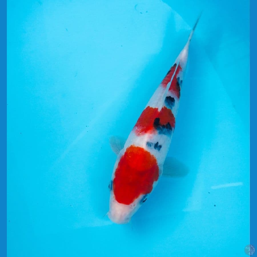 sanke, 24 cm
