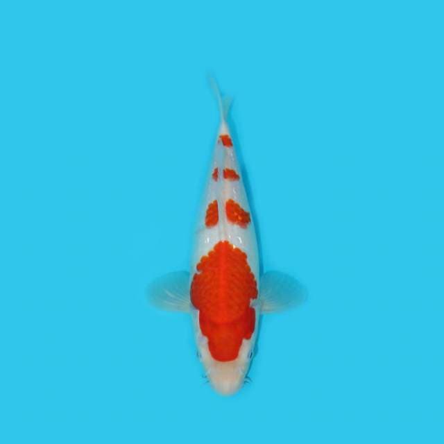 KOHAKU GINRIN 30 CM