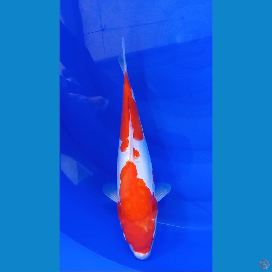 Kohaku Doit - 35cm Male
