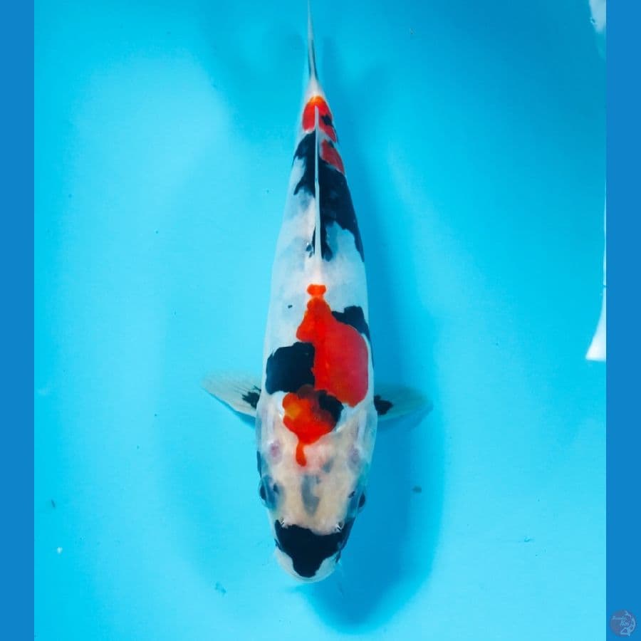 showa doitsu, 23 cm