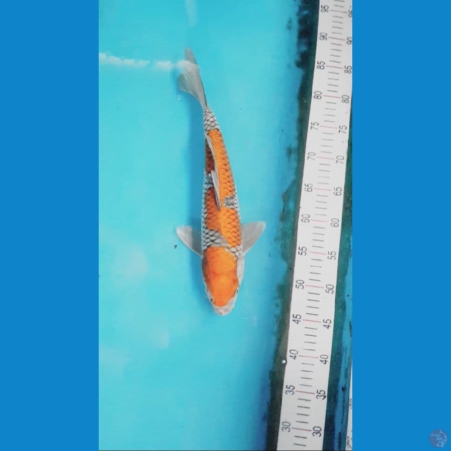 Ochiba - 39cm Male